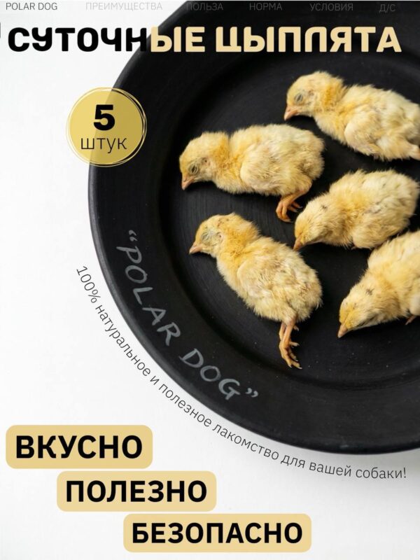 Суточные цыплята сушеные — лакомство для собак