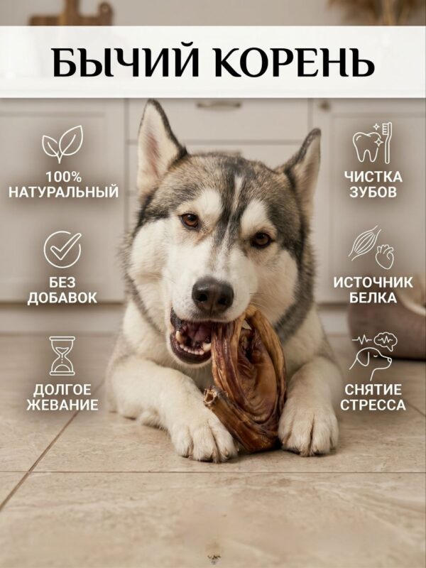 Бычий корень улитка 2